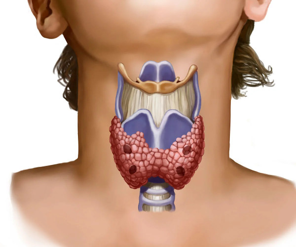 О функциях щитовидной железы